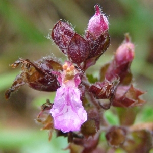 Photographie n°50682 du taxon Teucrium chamaedrys L. [1753]