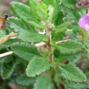 Photographie n°50683 du taxon Teucrium chamaedrys L. [1753]