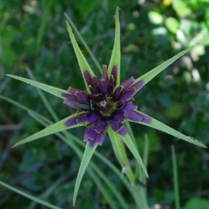 Photographie n°50687 du taxon Tragopogon porrifolius L. [1753]