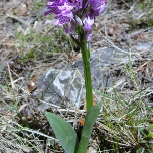  - Orchis tridentata Scop. [1772]