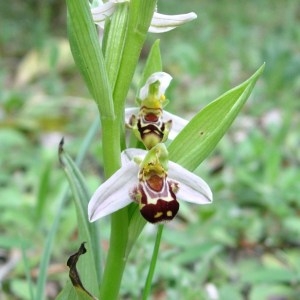 Photographie n°50694 du taxon Ophrys apifera Huds. [1762]