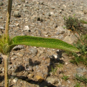 Photographie n°50709 du taxon Phlomis lychnitis L. [1753]