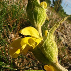 Photographie n°50710 du taxon Phlomis lychnitis L. [1753]