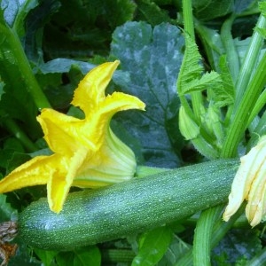 Photographie n°50721 du taxon Cucurbita pepo L. [1753]