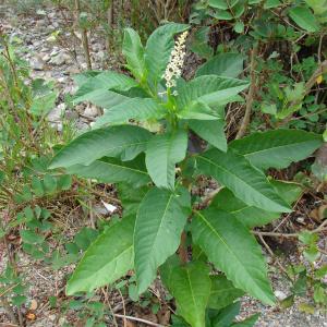 Photographie n°50725 du taxon Phytolacca americana L. [1753]