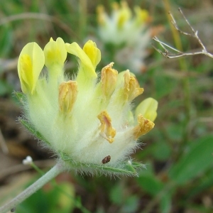 Photographie n°50740 du taxon Anthyllis vulneraria L. [1753]