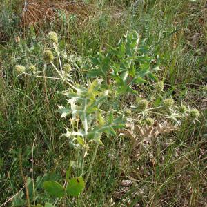 Photographie n°50743 du taxon Eryngium campestre L. [1753]