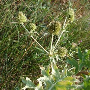 Photographie n°50744 du taxon Eryngium campestre L. [1753]