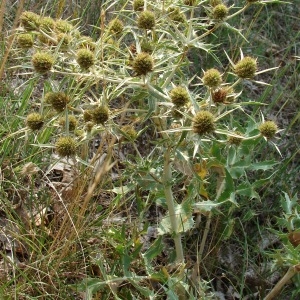 Photographie n°50749 du taxon Eryngium campestre L. [1753]