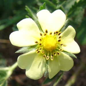 Photographie n°50753 du taxon Potentilla recta L. [1753]