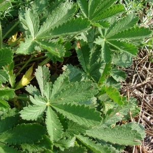 Photographie n°50754 du taxon Potentilla recta L. [1753]