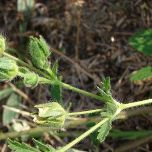 Photographie n°50755 du taxon Potentilla recta L. [1753]