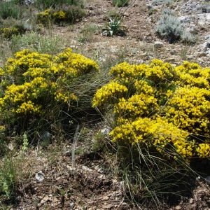 Photographie n°50770 du taxon Genista lobelii DC. [1805]