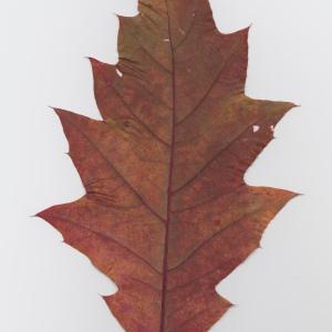 Photographie n°50792 du taxon Quercus rubra L. [1753]