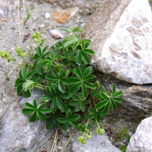 Photographie n°50810 du taxon Alchemilla alpigena Buser [1894]