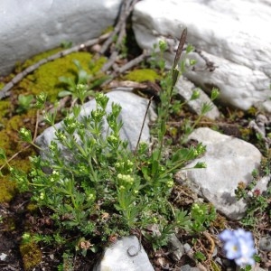 Photographie n°50812 du taxon Galium pusillum L. [1753]