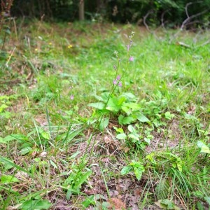 Photographie n°50814 du taxon Lobelia urens L. [1753]