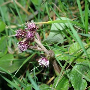 Photographie n°50815 du taxon Petasites fragrans (Vill.) C.Presl [1826]