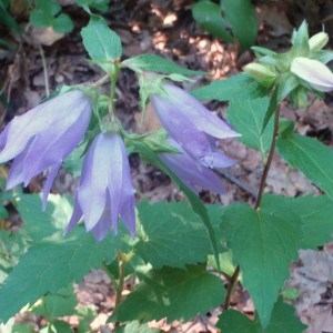 Photographie n°50838 du taxon Campanula trachelium L. [1753]