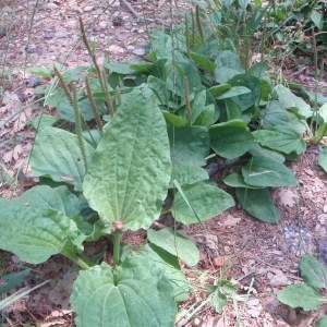 Photographie n°50846 du taxon Plantago major L. [1753]