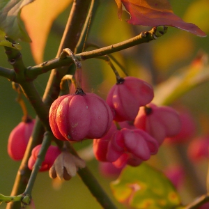 Photographie n°50856 du taxon Euonymus europaeus L. [1753]