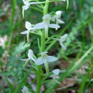 Photographie n°50858 du taxon Platanthera bifolia (L.) Rich. [1817]