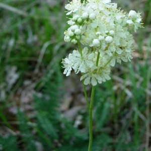 Photographie n°50859 du taxon Filipendula vulgaris Moench [1794]