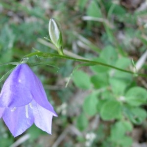 Photographie n°50862 du taxon Campanula persicifolia L. [1753]