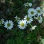  Genevieve Botti - Chrysanthemum corymbosum L. [1753]