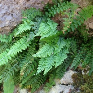 Photographie n°50874 du taxon Asplenium fontanum (L.) Bernh. [1799]