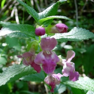 Photographie n°50877 du taxon Melittis melissophyllum L. [1753]