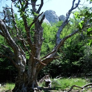 Photographie n°50878 du taxon Fagus sylvatica L. [1753]