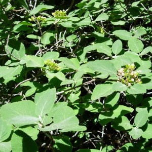 Photographie n°50879 du taxon Viburnum lantana L. [1753]