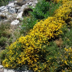 Photographie n°50881 du taxon Genista lobelii DC. [1805]