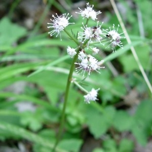 Photographie n°50889 du taxon Sanicula europaea L. [1753]