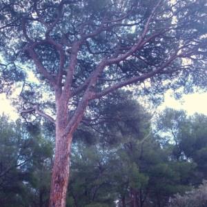 Photographie n°50891 du taxon Pinus pinea L. [1753]