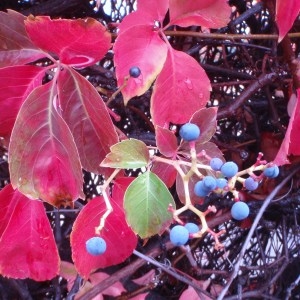 Photographie n°50902 du taxon Parthenocissus quinquefolia (L.) Planch. [1887]