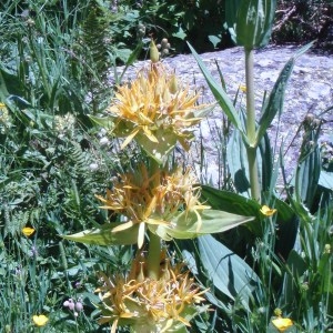 Photographie n°50918 du taxon Gentiana lutea L. [1753]