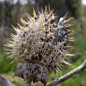 Photographie n°50930 du taxon Datura stramonium L. [1753]