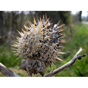 datura-stramonium-04-04-2009.jpg