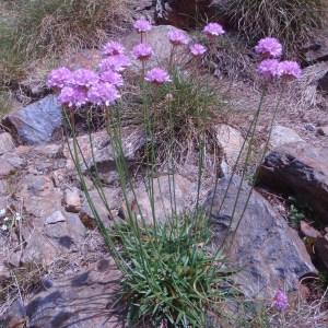 Photographie n°50941 du taxon Armeria arenaria (Pers.) Schult. [1820]