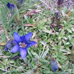 Photographie n°50945 du taxon Gentiana pyrenaica L. [1767]