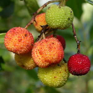 Photographie n°50955 du taxon Arbutus unedo L. [1753]