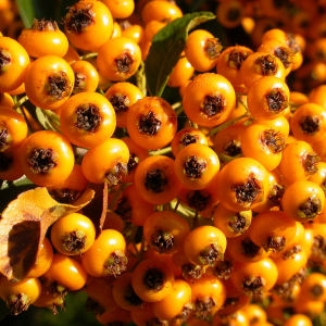 Photographie n°50957 du taxon Pyracantha coccinea M.Roem. [1847]