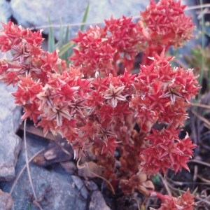 Photographie n°50958 du taxon Sedum atratum L. [1763]