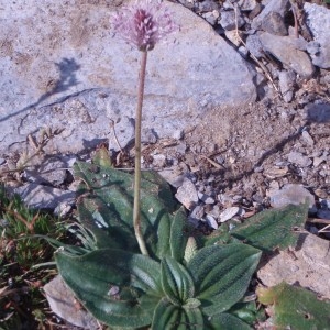 Photographie n°50959 du taxon Plantago media L.