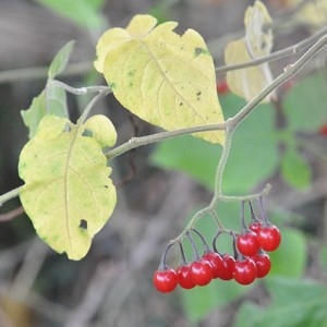 Photographie n°50963 du taxon Solanum dulcamara L. [1753]