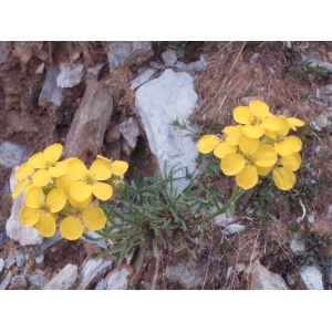 Erysimum sp. (Vélar)