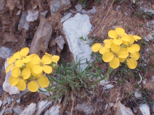 Genevieve Botti, le  7 juillet 2011 (Andorre (Port de Cabus))