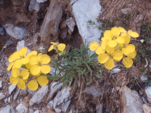 Genevieve Botti, le  7 juillet 2011 (Andorre (Port de Cabus))